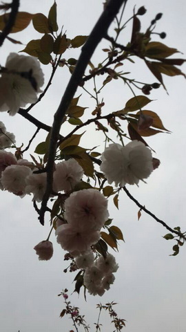 赏樱、知樱、品樱——第三制造部女职工庆“三八”系列活动之摄影赛-党团文化-J9国际站