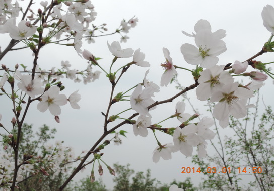 赏樱、知樱、品樱——第三制造部女职工庆“三八”系列活动之摄影赛-党团文化-J9国际站